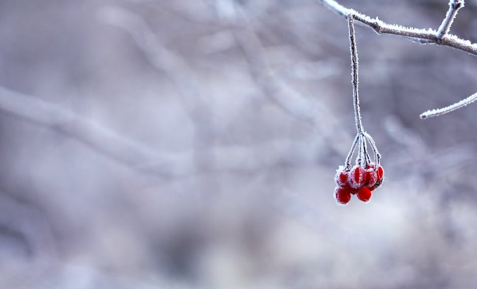 겨울에 강한 견종, 견종 보호 방법