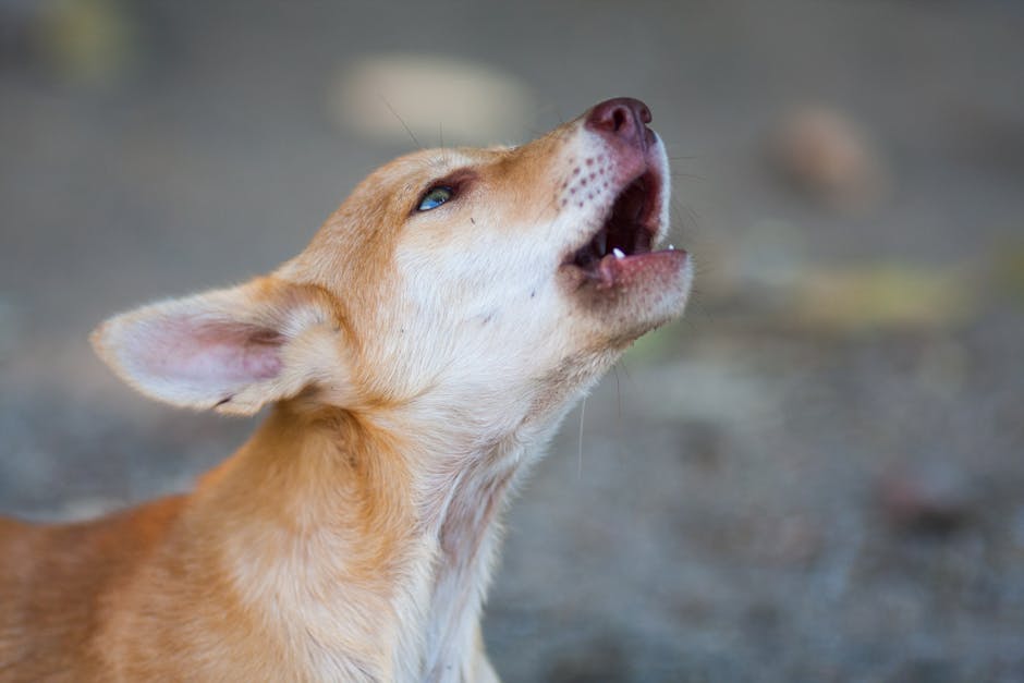 강아지 짖는 소리 훈련 방법