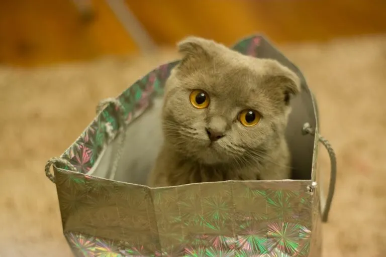 Scottish Fold 고양이 품종의 특징과 성격