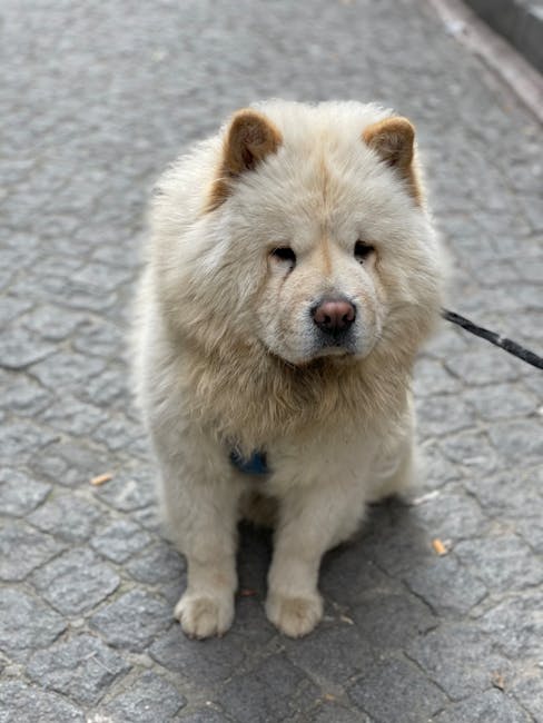 검은 혀의 푸른 곰 개: 차우차우의 특징과 성격