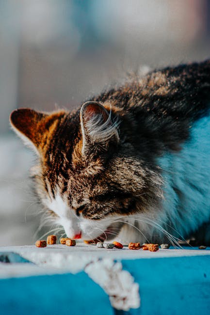 American Shorthair: 환상적인 성격적 특성과 건강 고려 사항