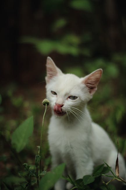 더위에 강한 고양이 품종