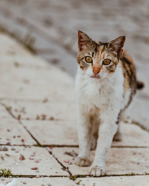 고양이 서열 싸움 대처