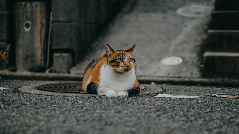 고양이 수면 과잉