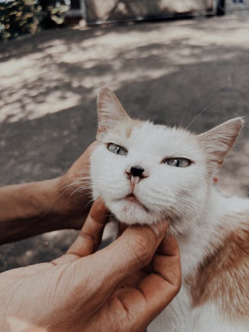 북미 인기 고양이 품종