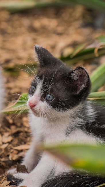 북미 인기 고양이 품종