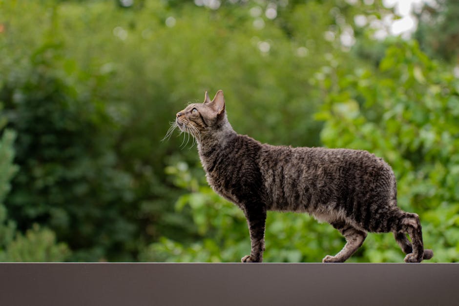 Cornish Rex 고양이: 독특한 외모와 활발한 성격