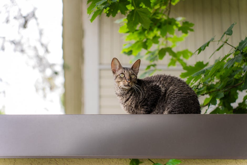 Cornish Rex 고양이: 독특한 외모와 활발한 성격