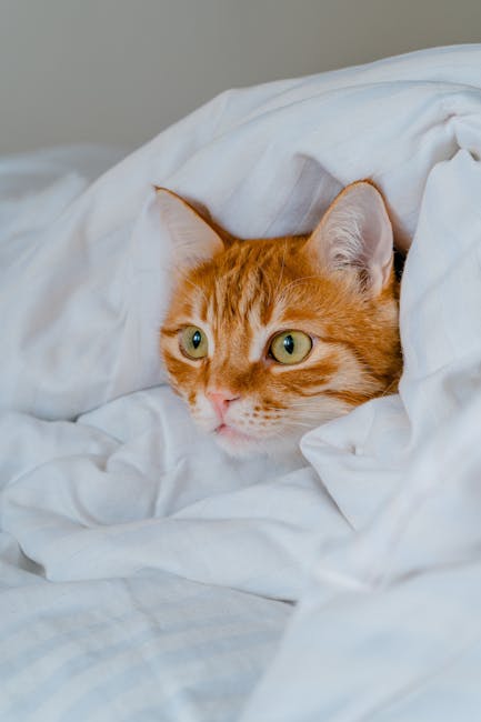 고양이 잠자리 선호도 요인