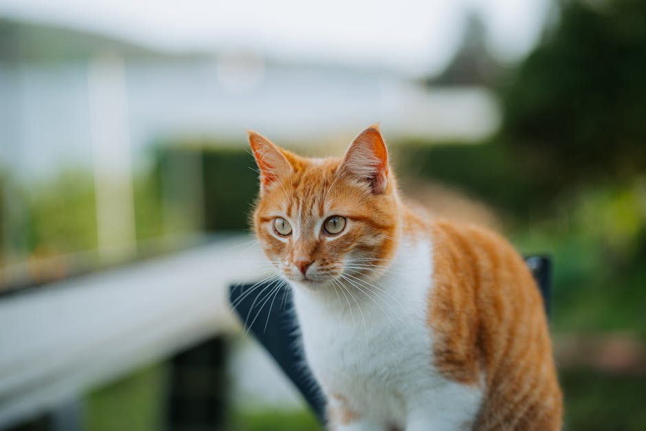 유럽 반려 고양이 묘종