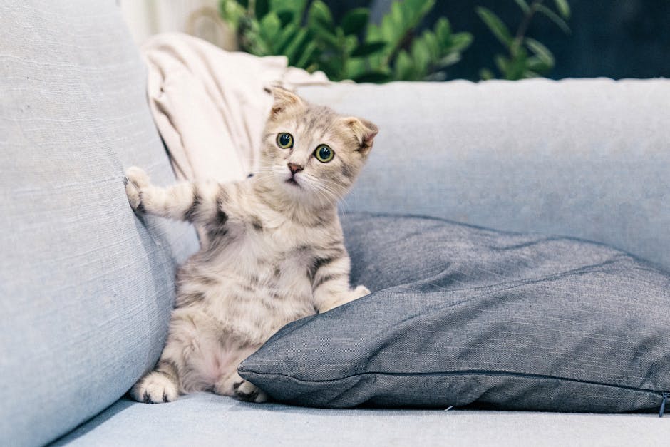 고양이 회피 행동 대처 방법