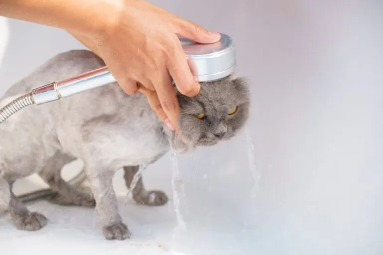 고양이 목욕의 기간, 주기와 필요성