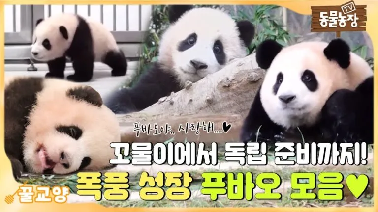 웃기는 동물들