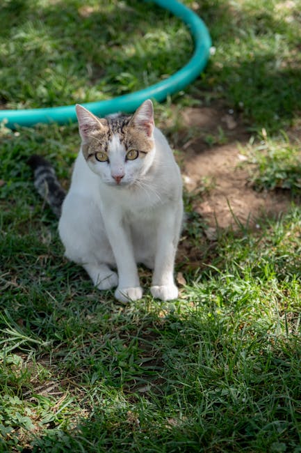 고양이 대변 냄새의 원인 파악