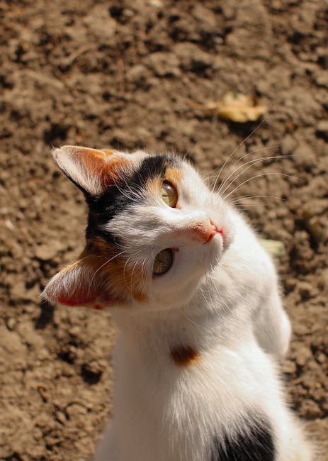 고양이 입양 전반적인 요소