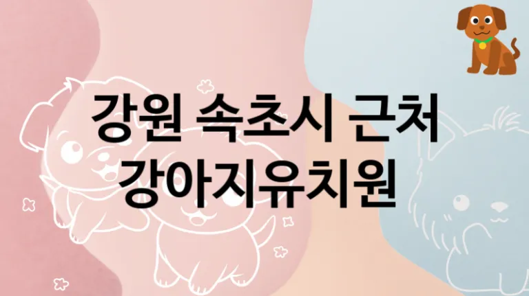강원 속초시 댕댕이 강아지유치원 놀이터 추천