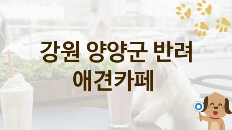 양양군 추천하는 댕댕이 애견카페 안내, 놀이터 및 입장 요금