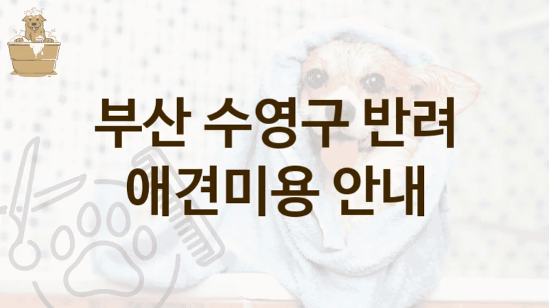 수영구 펫 전용 위생 케어 애견미용 미용 서비스 추천 및 가격 비교