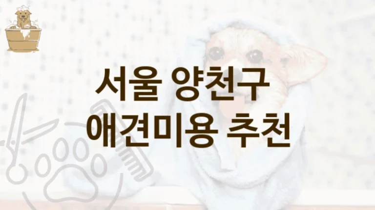 서울 양천구 맞춤형 미용 서비스 애견미용샵 이용 정보, 미용비 및 서비스 정리
