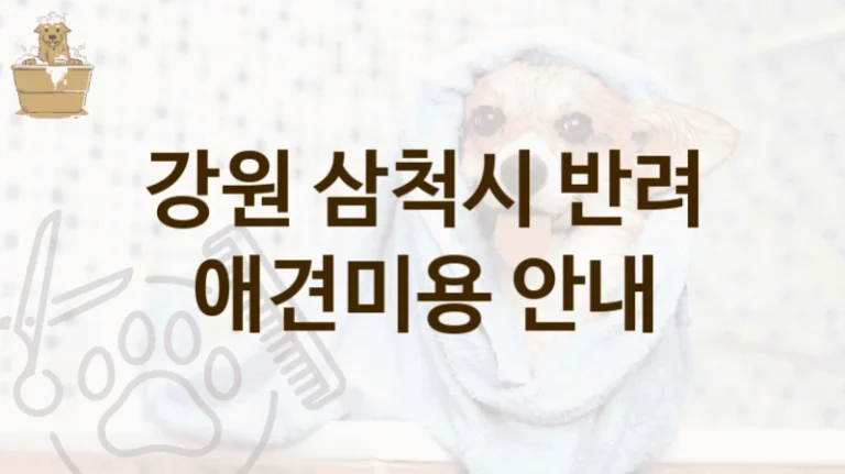 삼척시 반려견 전문 애견미용 미용업체 추천, 미용 가격
