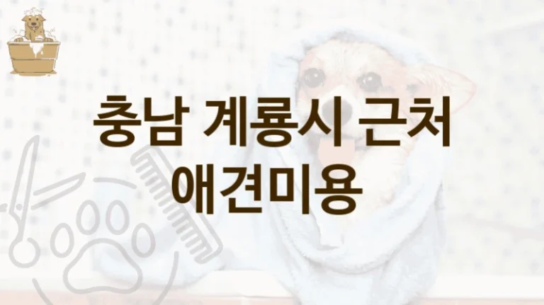 충남 계룡시 실력 있는 전문가 제공하는 애견미용 전문 미용실 및 가격 정보