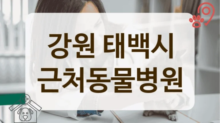 강원 태백시 반려동물 치아 관리의 모든 것, 동물병원 안내