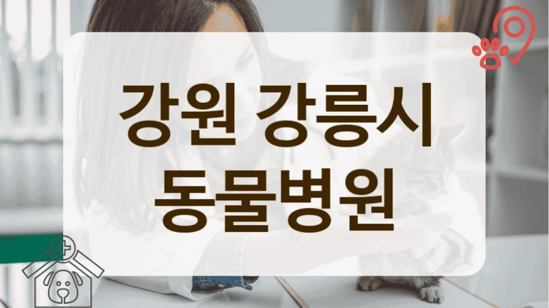 강릉시 최신 의료 기술로 진료하는 동물병원 리스트