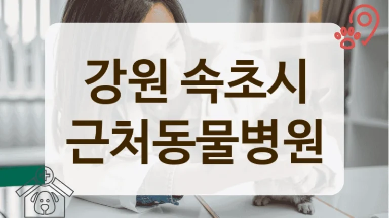 속초시 실력있는 반려동물 전문 병원 리스트