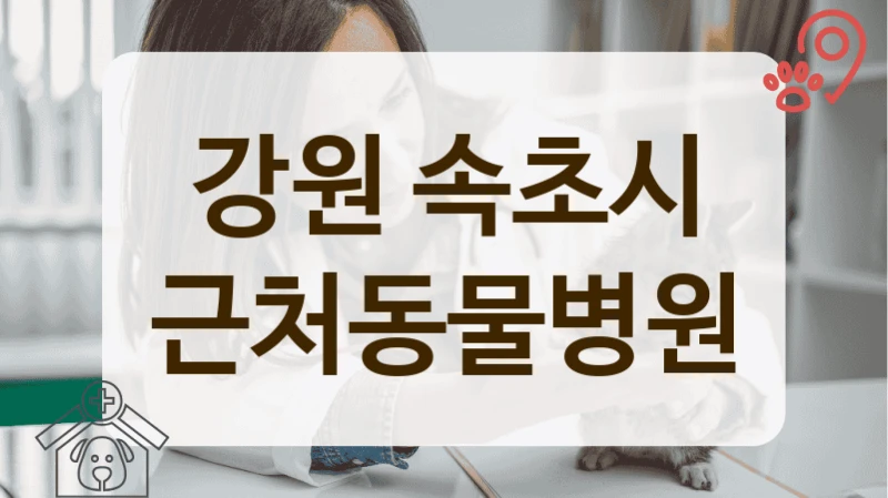 속초시 실력있는 반려동물 전문 병원 리스트