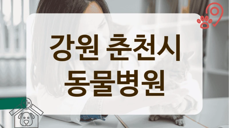 춘천시 보호자 만족도 높은 동물병원 리스트업