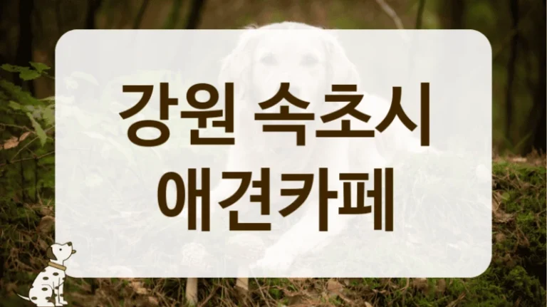 강원 속초시 반려동물 생일파티 장소 대관 및 카페