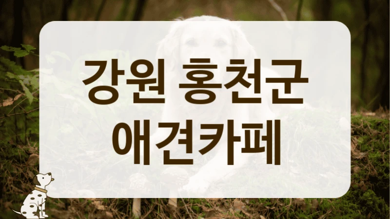 강원 홍천군 반려동물 모임 하기 좋은 장소 대관 및 카페