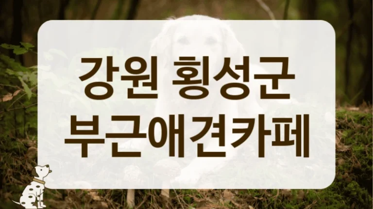 횡성군 우리 반려견 놀이터 찾기, 믿음 가는 애견카페 횡성군 우리 반려견 놀이터 찾기, 믿음 가는 애견카페