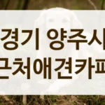 양주시 친구 사귀기 좋은 애견카페 추천