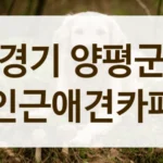 경기 양평군 SNS에서 유명한 애견카페