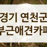 경기 연천군 강아지 처음 키운다면, 애견카페 에티켓
