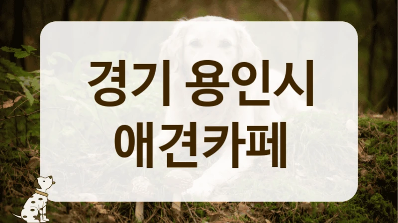 경기 용인시 숲세권 힐링 애견카페 방문 후기