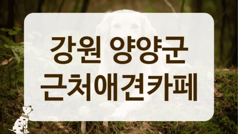 강원 양양군 디저트 퀄리티 좋은 애견카페 정보