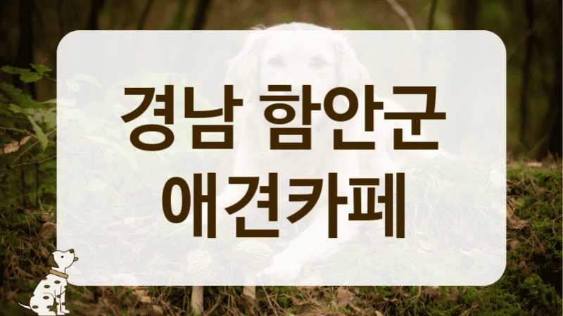 경남 함안군 소형견 전용 안전한 애견카페 추천 경남 함안군 소형견 전용 안전한 애견카페 추천