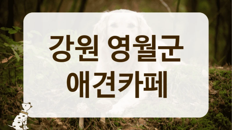 영월군 우리 동네 숨은 핫플 애견카페 찾기