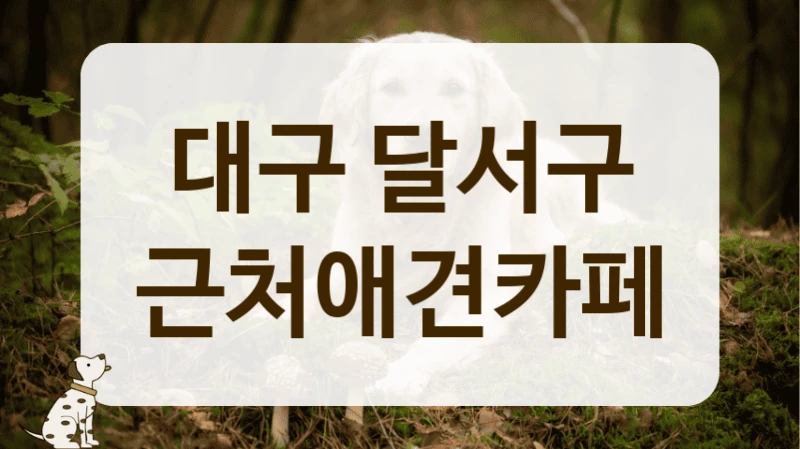 달서구 재방문율 높은 애견카페 추천 달서구 재방문율 높은 애견카페 추천