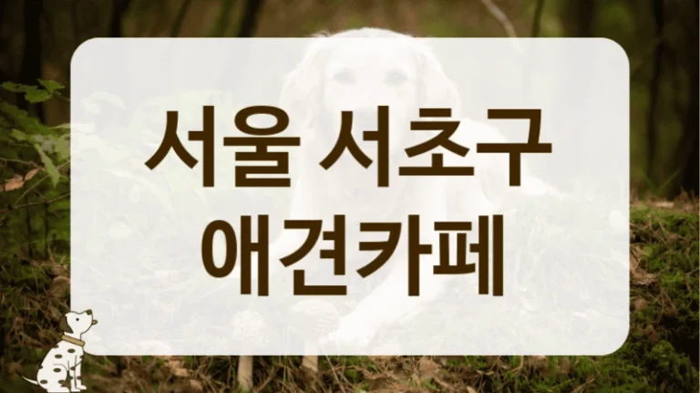 서울 서초구 감성 가득한 애견카페 추천 서울 서초구 감성 가득한 애견카페 추천