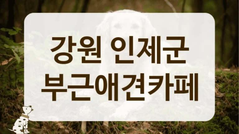 인제군 근처 강아지 동반 나들이, 애견카페 추천 장소