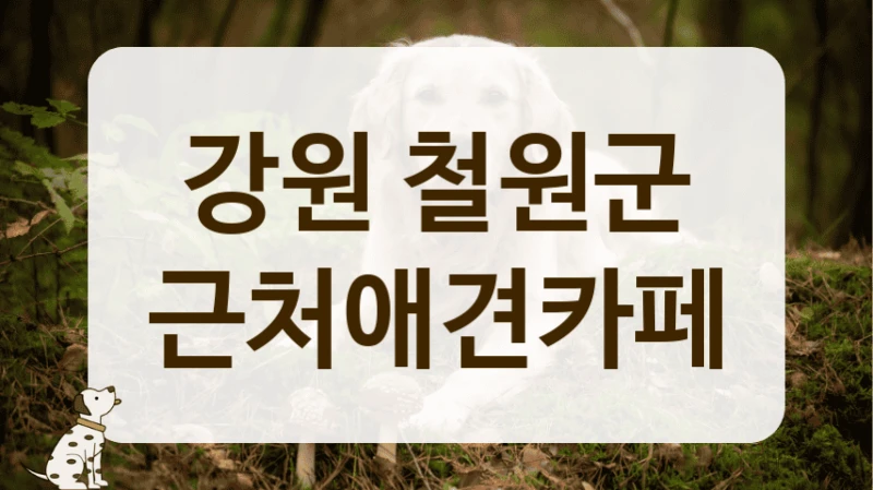 강원 철원군 사진 찍기 좋은 강아지 카페 어디가 좋을까?