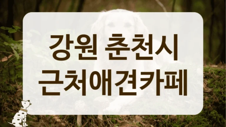 강원 춘천시 자연 속 힐링 애견카페 방문 후기 강원 춘천시 자연 속 힐링 애견카페 방문 후기