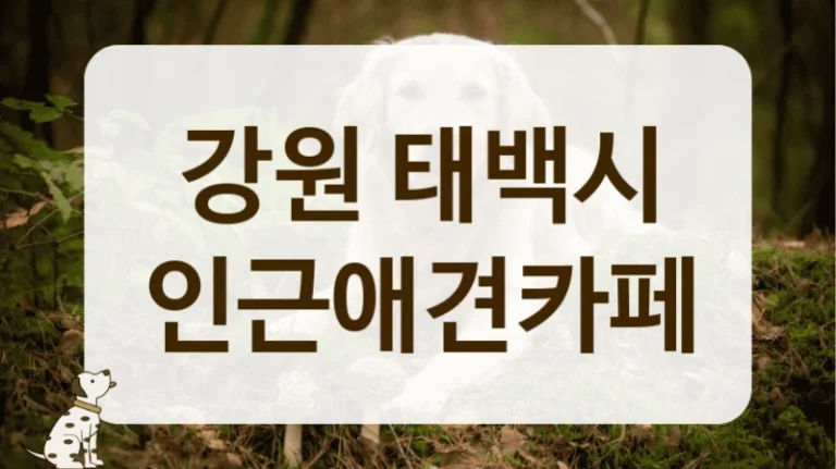 강원 태백시 SNS에서 칭찬 자자한 애견카페 강원 태백시 SNS에서 칭찬 자자한 애견카페