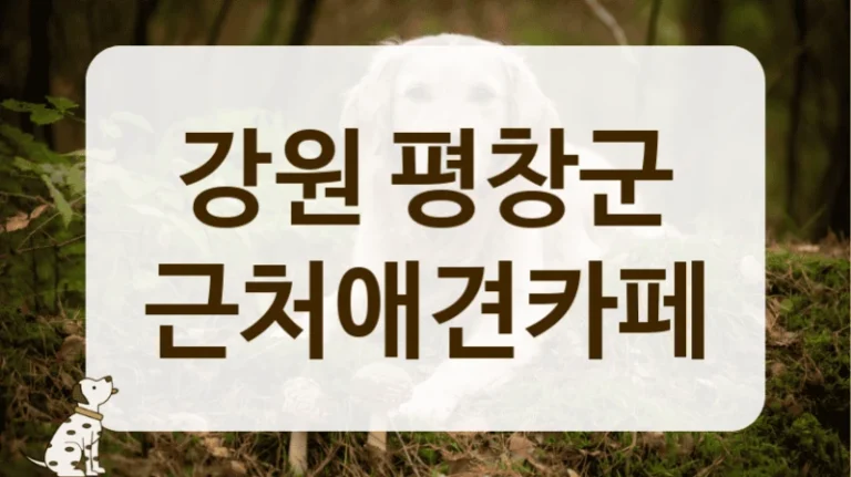 강원 평창군 애견카페 주차 정보 한눈에 보기