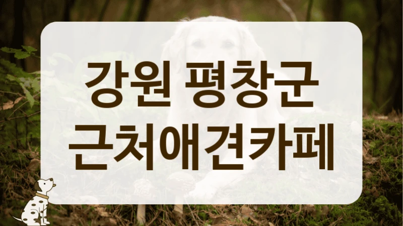 강원 평창군 애견카페 주차 정보 한눈에 보기