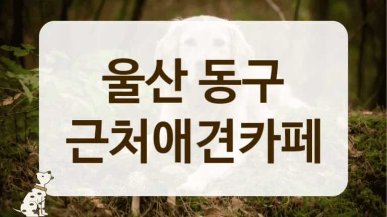 울산 동구 감성 가득 포토존 애견카페 찾기