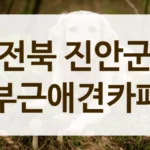전북 진안군 동물등록증 확인 애견카페 안내